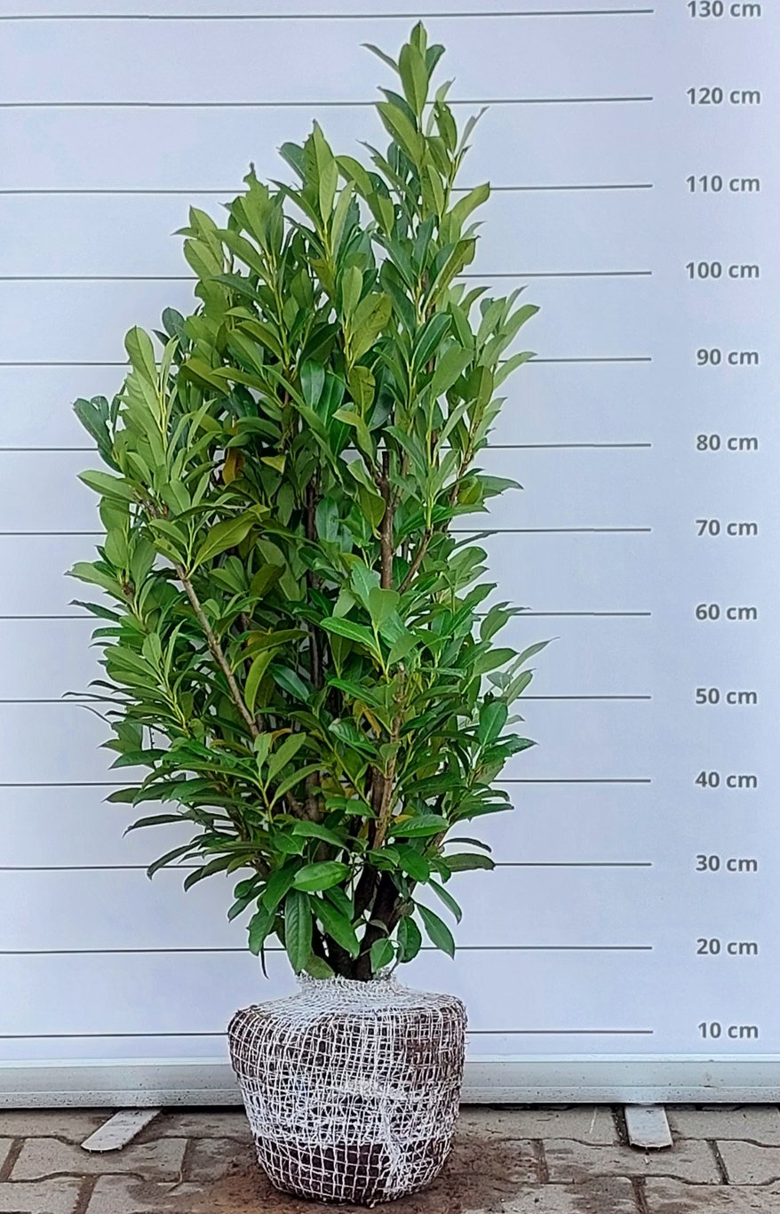 Prunus l. 'Elly' - 80-100 CM RB